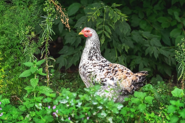 White spotted chicken in the garden among the green grass, breeding chickens on the farm