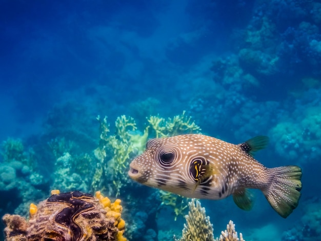 White spotted puffer fish over colorful corals side view