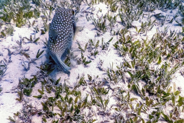 White-spotted puffer Underwater (Arothron hispidus) Marine life