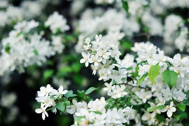 White Spring Cherry blossom. Flowers on tree