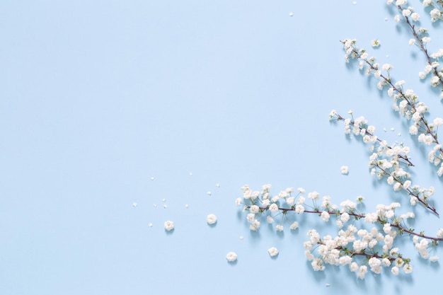 white spring flowers on blue background