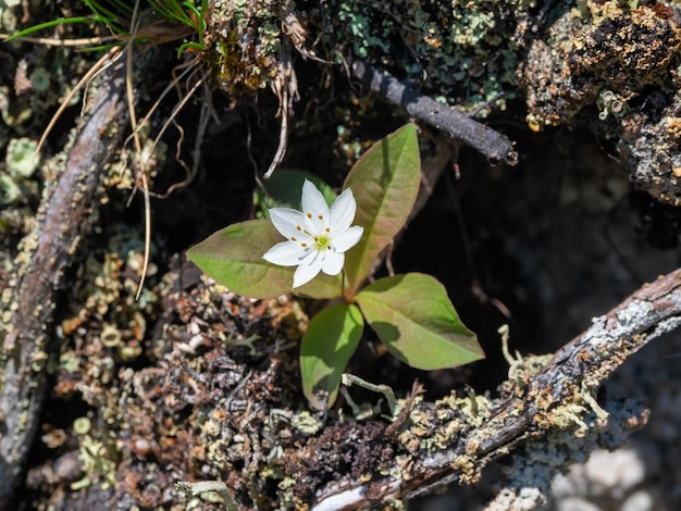 White spring flowers in the shadow pine forest Macro photo