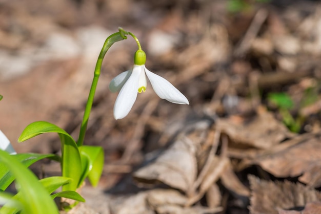 White spring flowers snowdrops in the forest