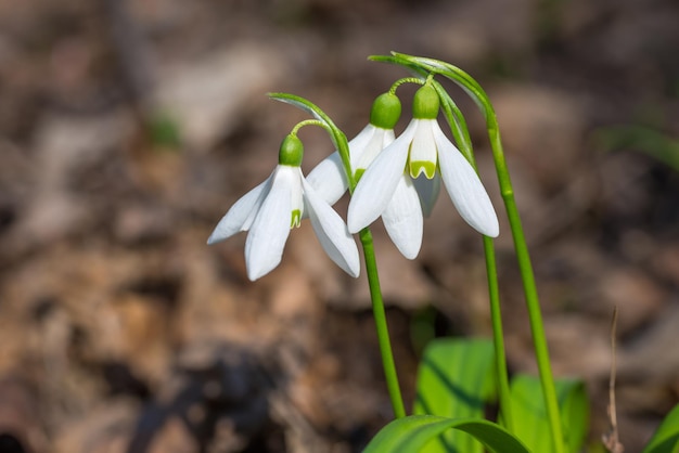 White spring flowers snowdrops in the forest