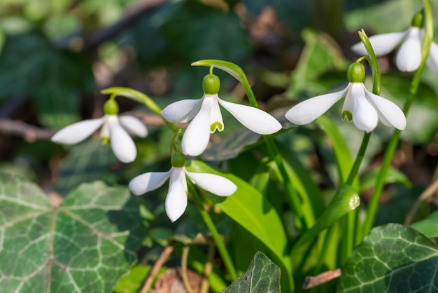 White spring flowers snowdrops in the forest