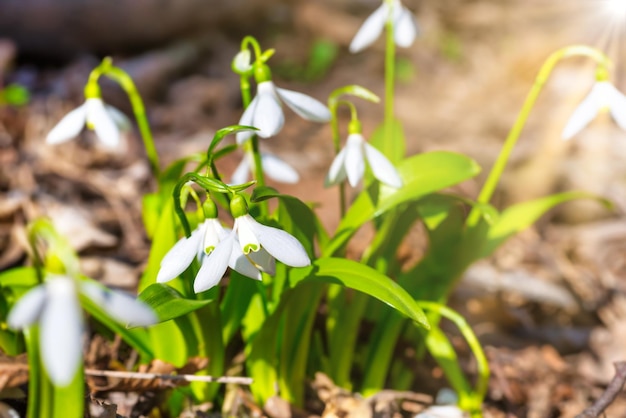 White spring flowers snowdrops