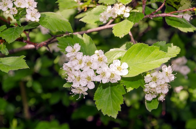 White spring hawthorn flowers on a prickly branch in bright sunlight