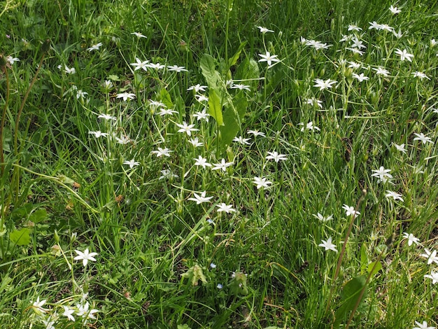 White star of Bethlehem flower