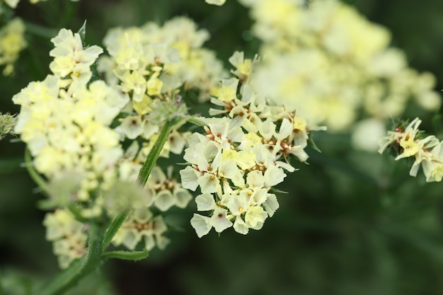 White statice flowers growing in garden closeup background dry bouquets decoration concept