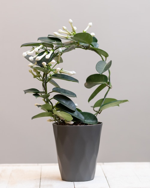 White Stephanotis floribunda in flower plant