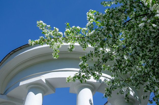 A white stone gazebo near a blooming apple tree.