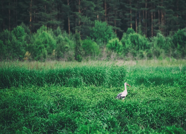 White stork bird