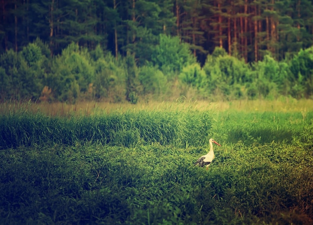 White stork bird