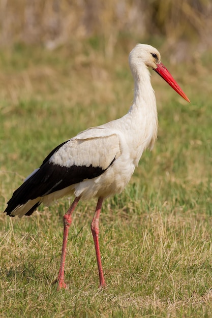 White stork ciconia ciconia A bird walks through a meadow near a river