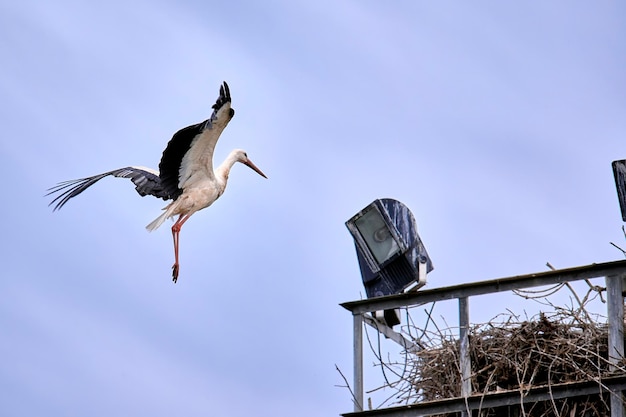 White Stork Ciconia ciconia flapping its wings as it flies to reach its nest in a light tower