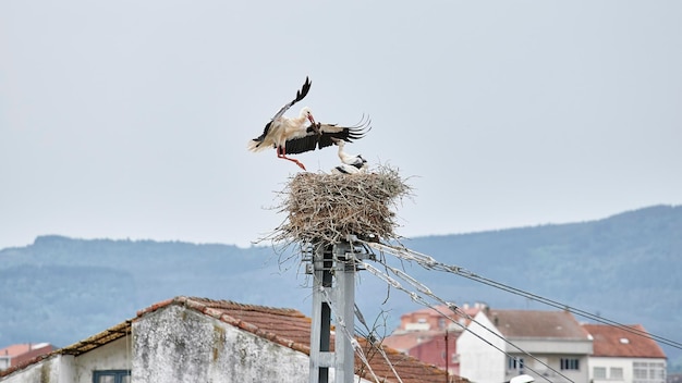 White Stork Ciconia ciconia flapping its wings as it flies to reach its nest with soil to finish building it while its pups wait inside