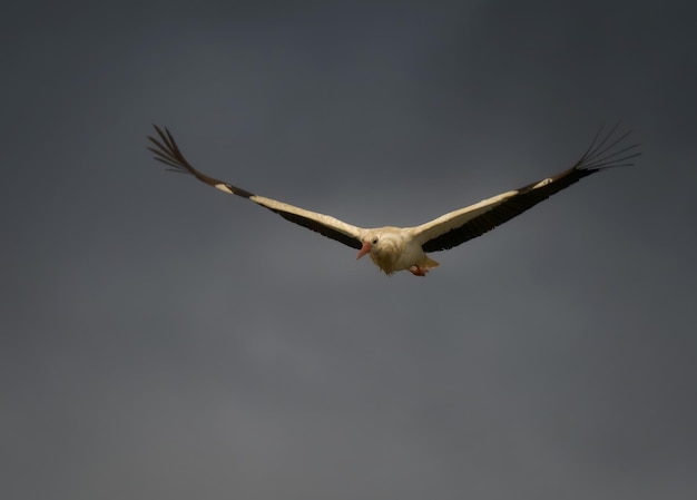 White stork (Ciconia ciconia) in flight on a cloudy day