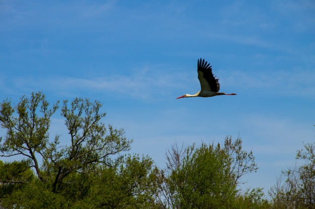 White Stork (Ciconia ciconia) in flight over a meadow