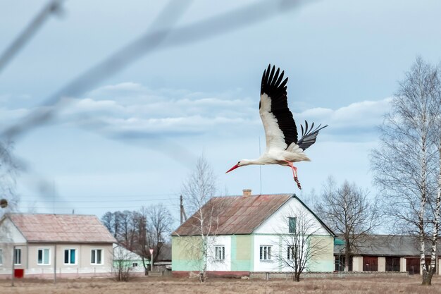 White stork flies past houses