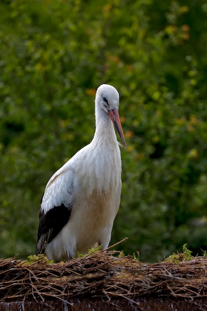 White stork