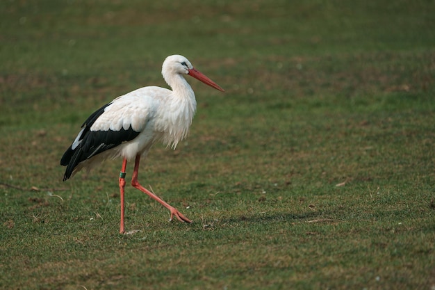 Photo white stork