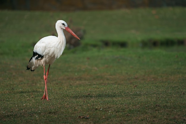 White stork