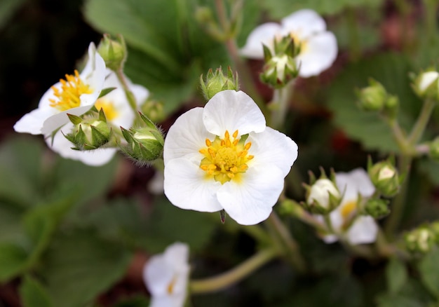 White strawberry flower in the garden