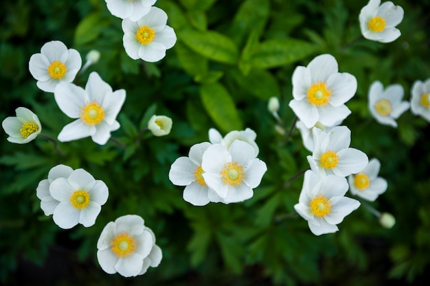 White summer flowers background. Awesome beautiful flowerbed with small petals. Excellent plant for landscaping