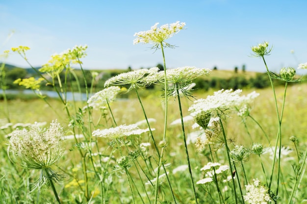 White summer flowers Blue sky sunny day