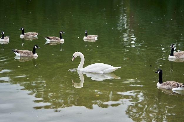 Photo white swan among geese on the lake.