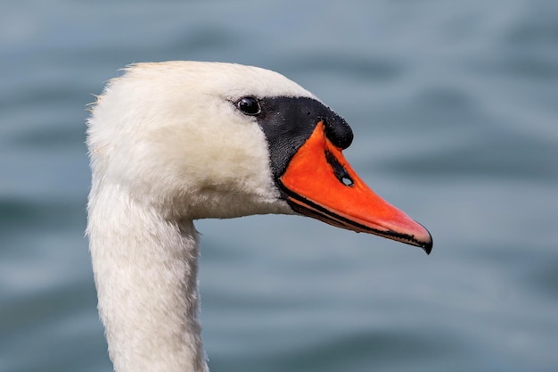 White swan bird on the lake Swans in the water Water life and wildlife Nature photography