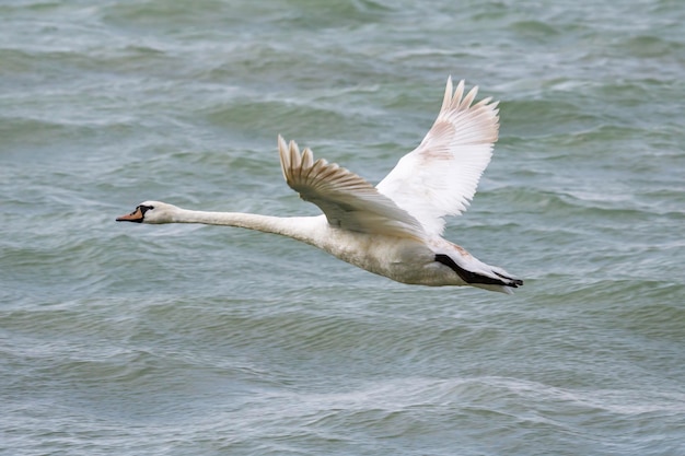 White swan bird on the lake Swans in the water Water life and wildlife Nature photography