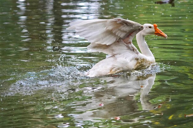 white swan flapping wings