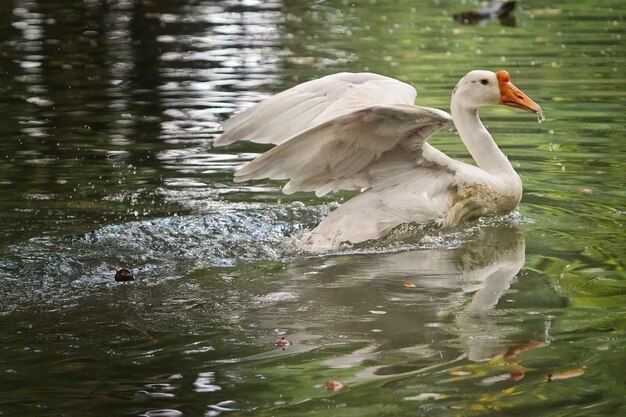 white swan flapping wings