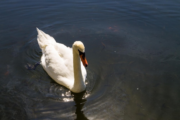 White swan floating on the lake