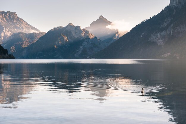 White swan floating on the Traunsee lake at sunrise. Austrian Alps, Europe. Autumn landscape