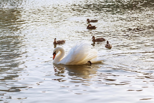 White swan floating on the water surface of the river