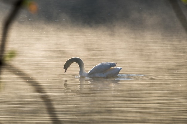 White swan on fog reservoir