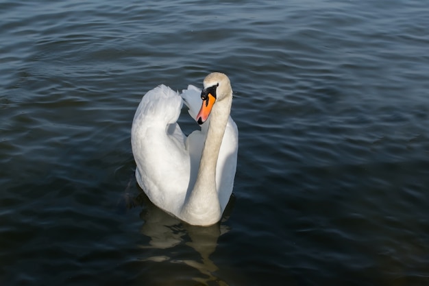 White swan in the foggy lake at the dawn. Morning lights. Romantic background.