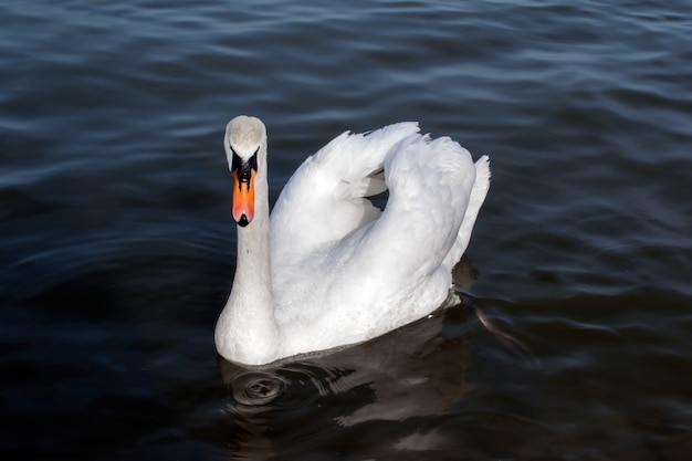 White swan in the foggy lake at the dawn.