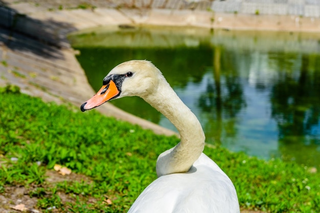 White swan on green bank of the lake