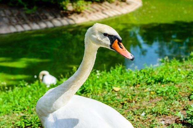 White swan on green bank of the lake