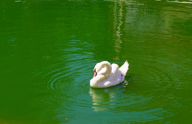 White swan on a green lake