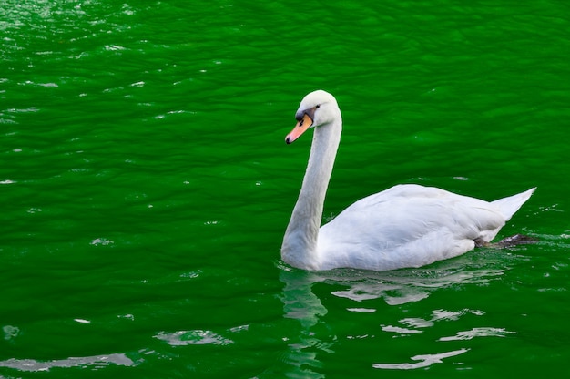 White swan on the green pond.