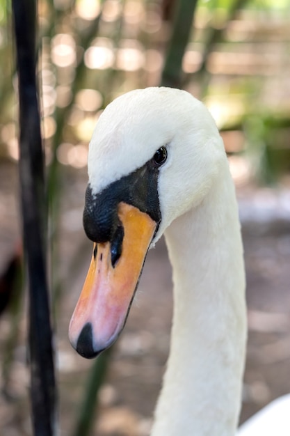 White swan head close up