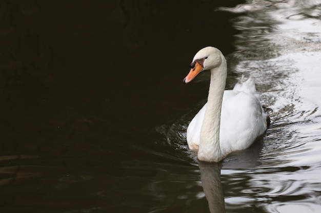 White swan is swimming on the river