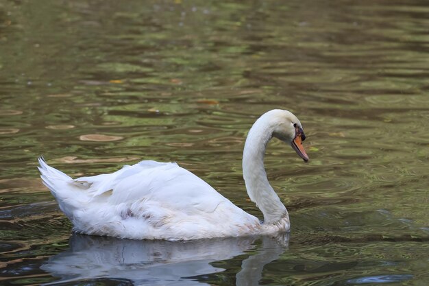 White swan is swimming on the river