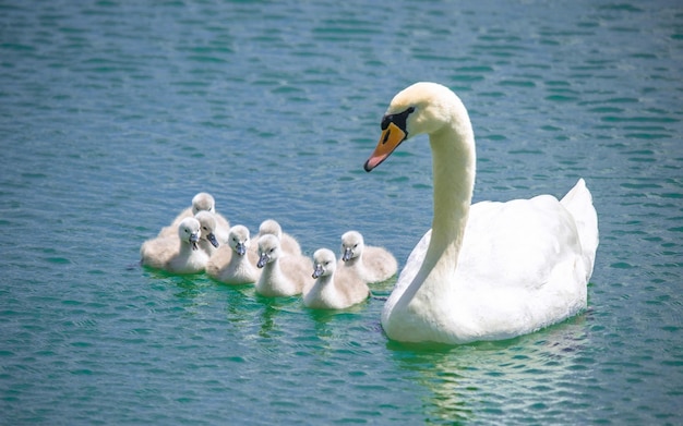 White swan and its chicks on the lake.