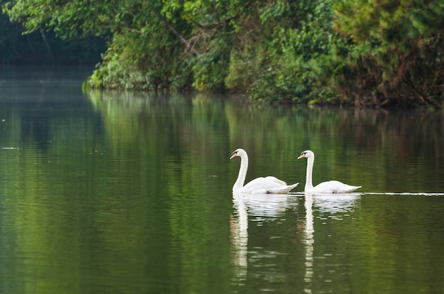 White swan and its mate are swimming at the lake in Pang Ung national park of Mae Hong Son province, Thailand