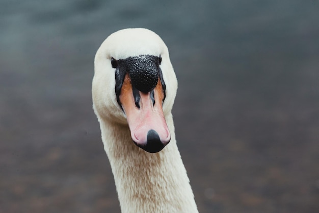 White swan looking at the camera in the lake